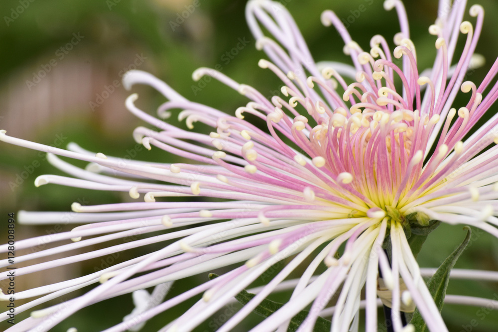 Obraz premium 菊の花
