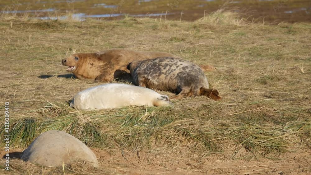 Grey Seal Pup and Cow on the beach at Donna Nook Grey Seal Pup and Cow on the beach at Donna Nook