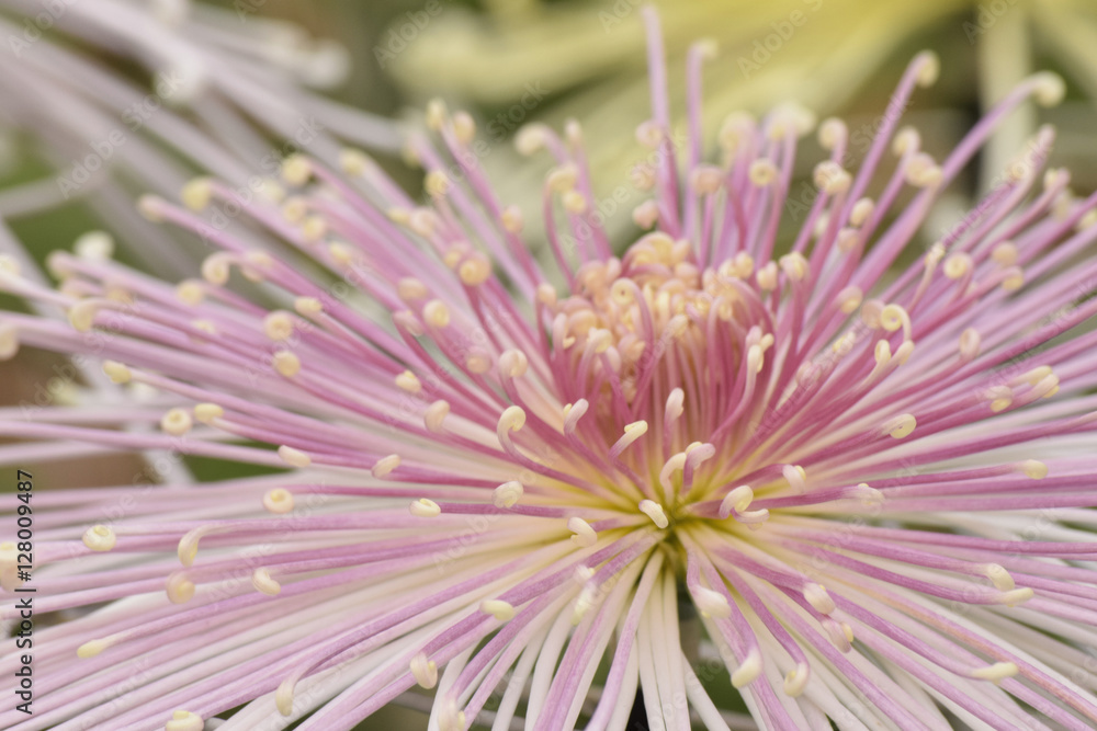 菊の花 菊の花