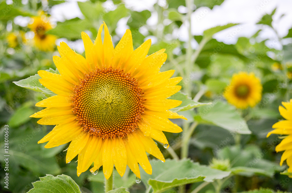 Fototapeta premium Sunflowers garden. Sunflowers have abundant health benefits. Sun