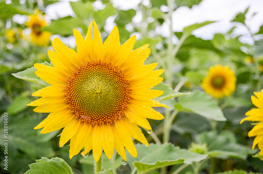 Sunflowers garden. Sunflowers have abundant health benefits. Sun