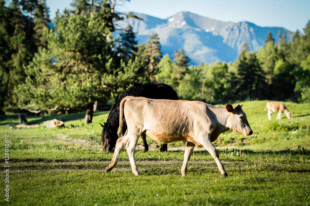 Cows on mountain pasture Cows on mountain pasture