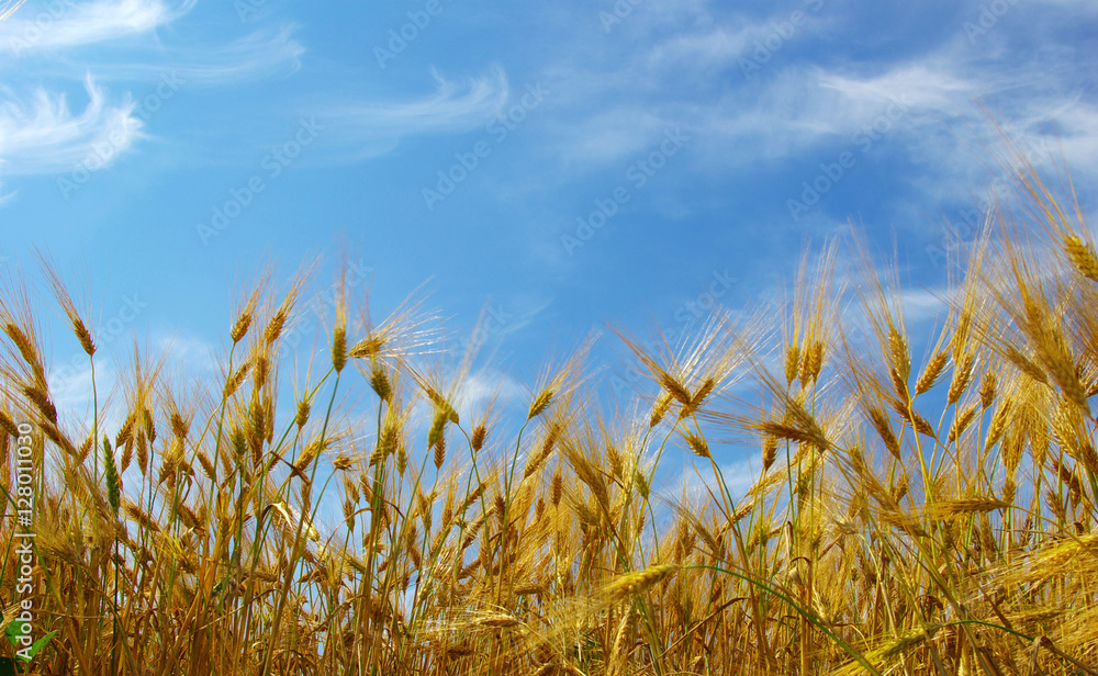 Obraz premium wheat