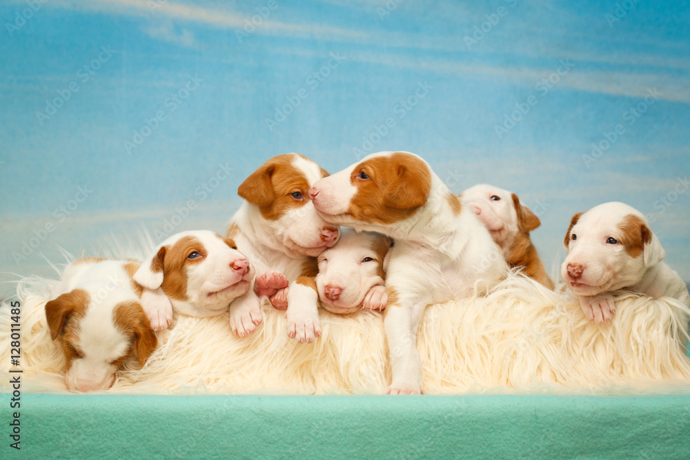 Foto Ibizan Hound dog