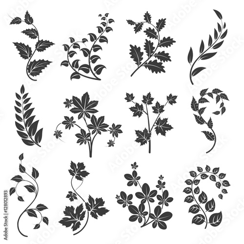 Curly branches silhouettes with leaves isolated on white background. Vector illustration photo