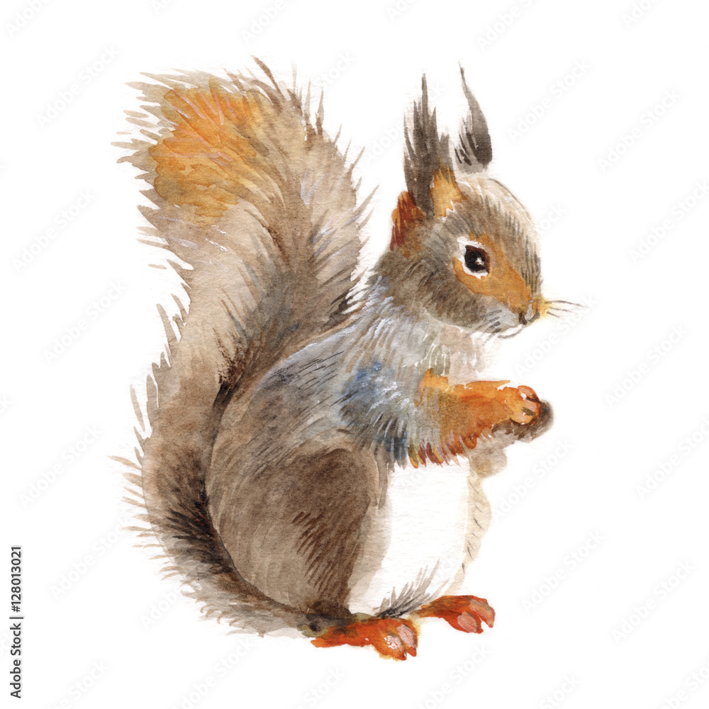 Fototapeta Squirrel isolated on a white background, watercolor