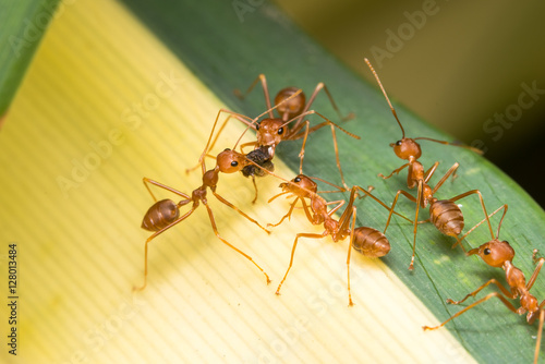 Red ant in the garden   © praphab144