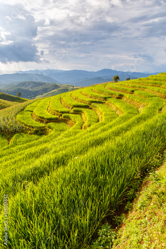 Green Terraced Rice Field in Pa Pong Pieng