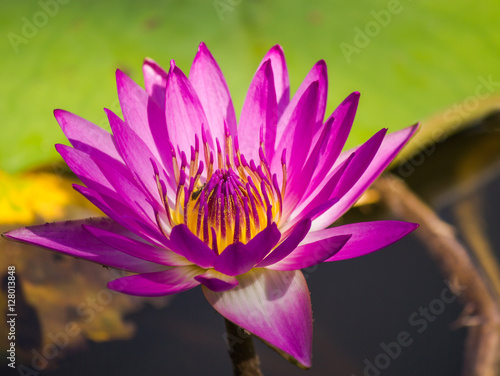 Beauty purple petal with yellow pollen waterlily.