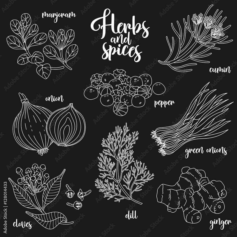 Spices and herbs vector set to prepare delicious and healthy food. Contour botanical illustration on dark background with marjoram, onion, cloves, pepper, cumin, ginger, green onions, dill.