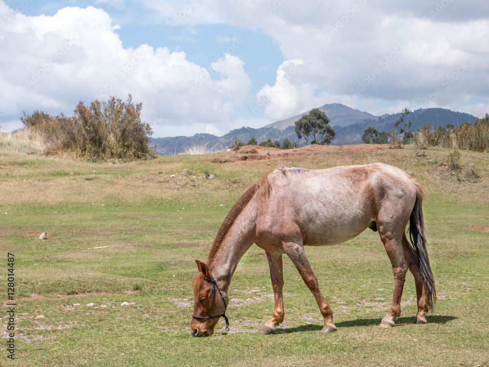 Obraz premium Grazing horse on mountain pasture. Beautiful rural landscape..