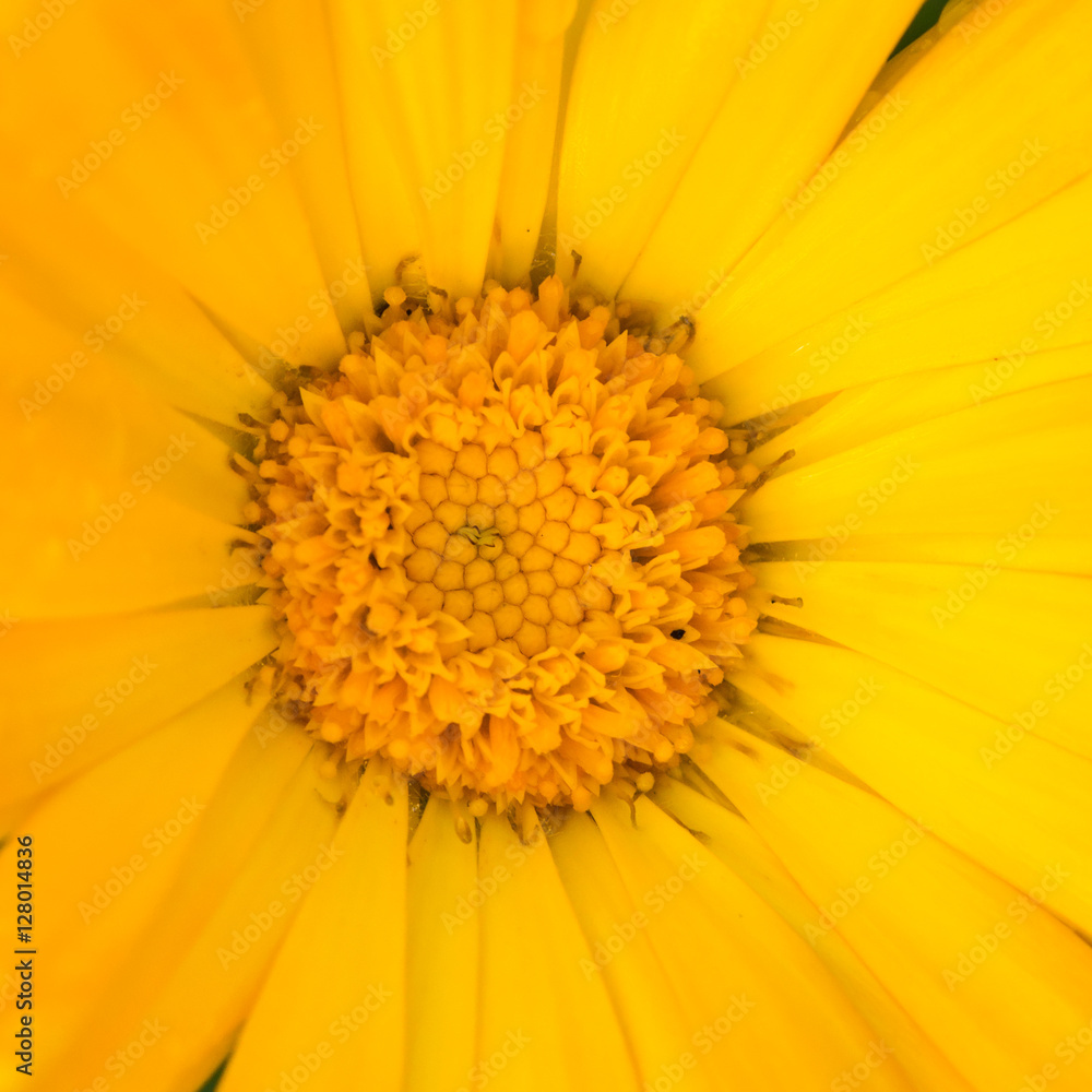 Calendula Calendula