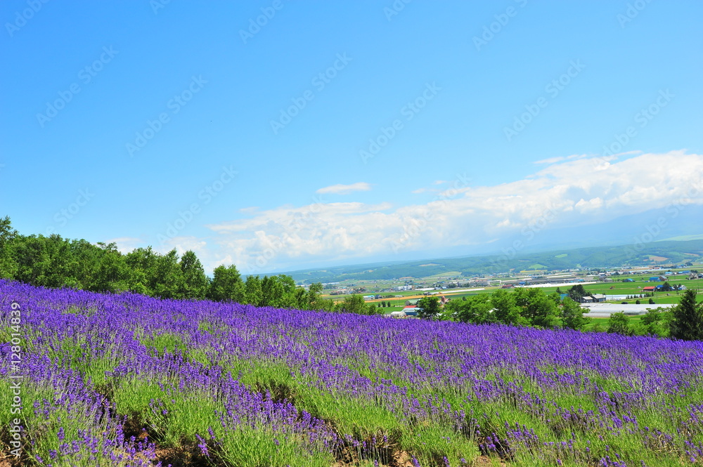 Colorful Lavender Flower Fields