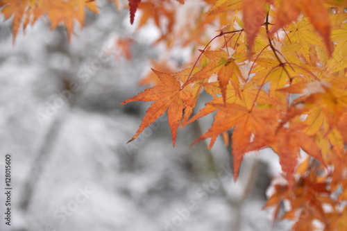 秋の紅葉 © 守 斉藤