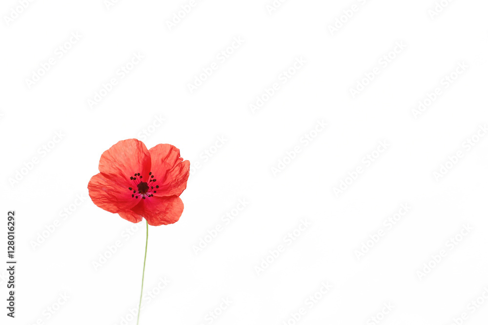 Fototapeta premium Beautiful red poppy
