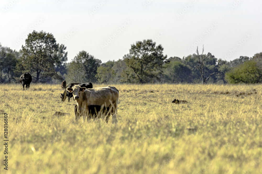 Commercial cattle in a dormant bermuda grass pasture Commercial cattle in a dormant bermuda grass pasture