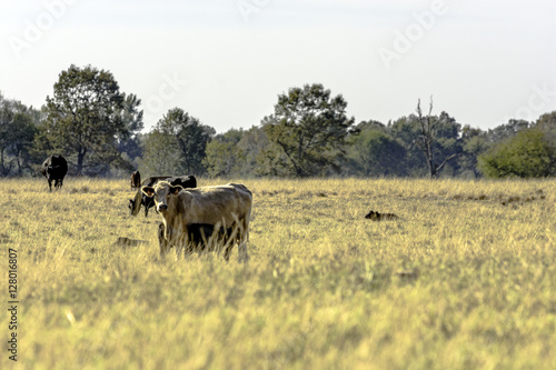Commercial cattle in a dormant bermuda grass pasture © jackienix