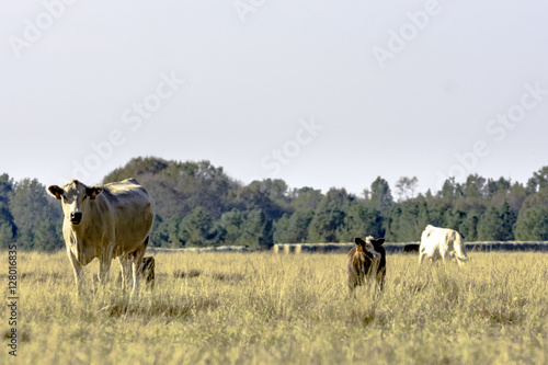 Commercial cattle in dormant pasture © jackienix