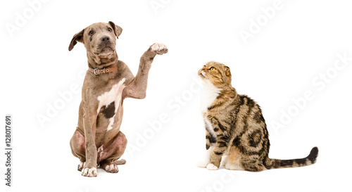 Fototapeta Naklejka Na Ścianę i Meble -  Playful puppy pit bull and cat Scottish Fold