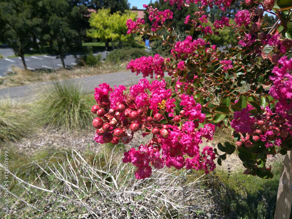 Crape myrtle Crape myrtle