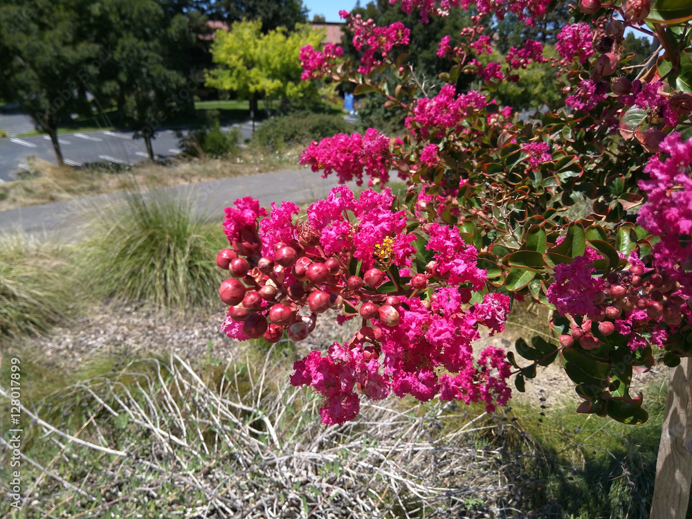 Crape myrtle