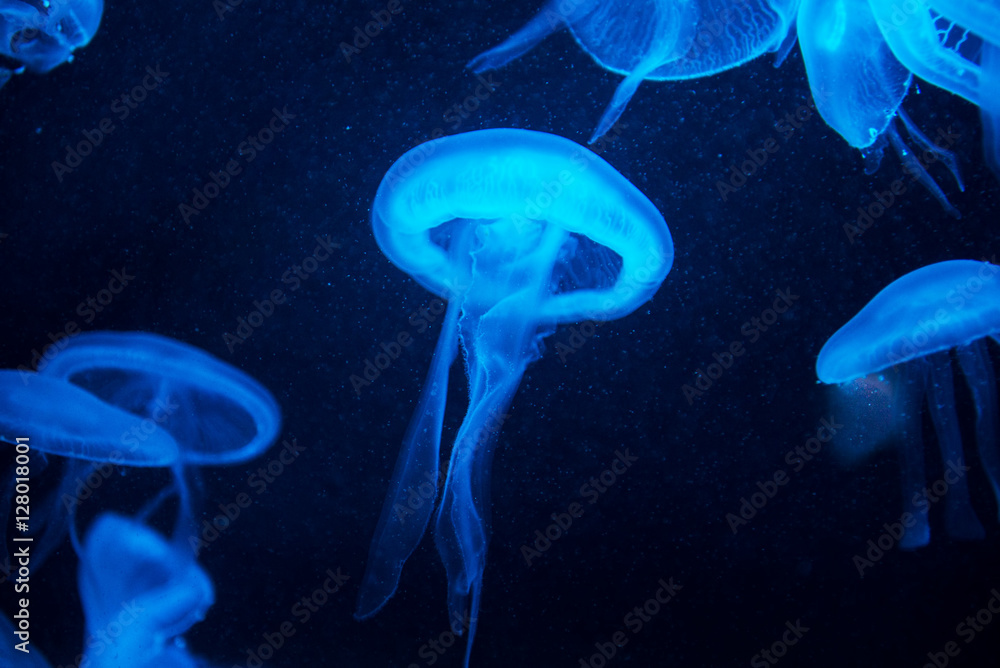 underwater image of jelly fish underwater image of jelly fish