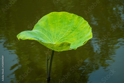 The leaves of the lotus in a pond.