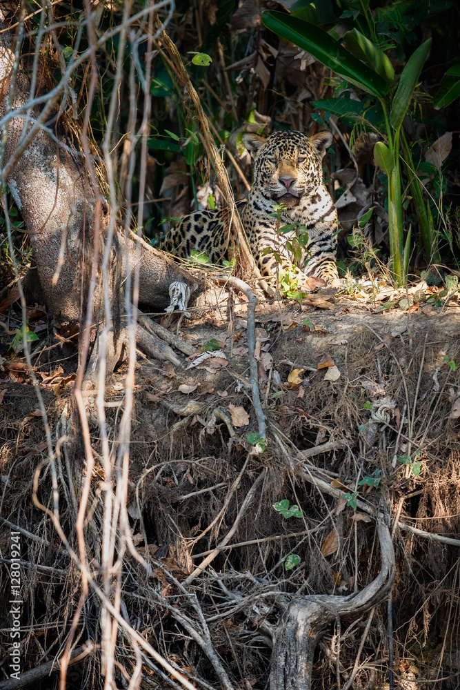 Naklejka premium American jaguar sleeping in the nature habitat, panthera onca, wild brasil, brasilian wildlife, pantanal, green jungle, big cats