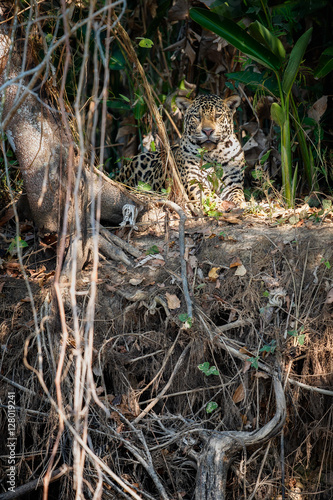 American jaguar sleeping in the nature habitat  panthera onca  wild brasil  brasilian wildlife  pantanal  green jungle  big cats