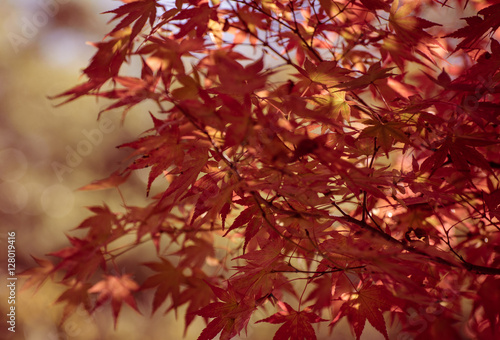 Japanese Maple (Acer palmatum) with autumn leaves
