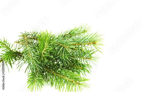 tree branch isolated white background