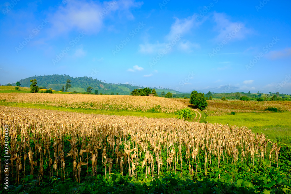 Corn field hill blue sky for background backdrop use Corn field hill blue sky for background backdrop use