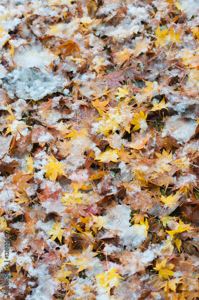 Autumn leaves and snow
