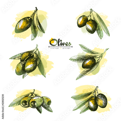 6 Olive sketch branches collection isolated illustrations with watercolor spots over white background, olives pitted and with leaves, vector hand drawn retro illustration. Italian cuisine.