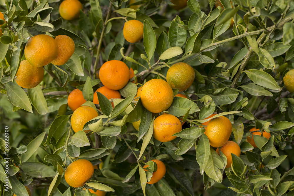 Mandalina Ağacı Mandalina Ağacı