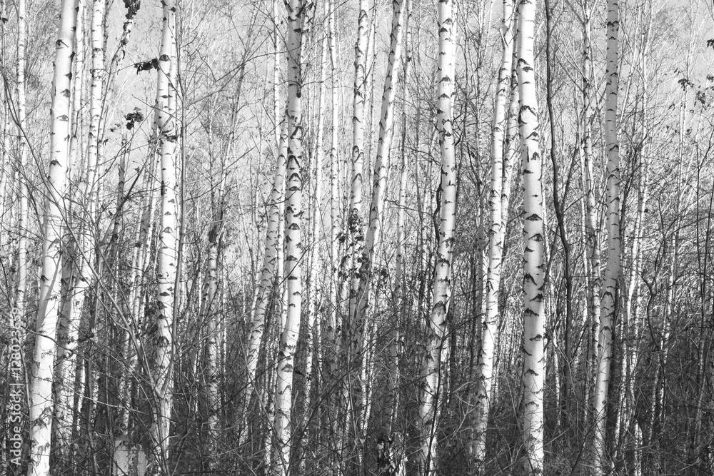 Fototapeta brzozowy las, czarno-białe zdjęcie, jesienny krajobraz