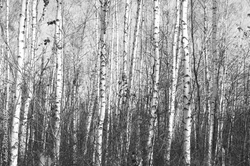 birch forest, black-white photo, autumn landscape