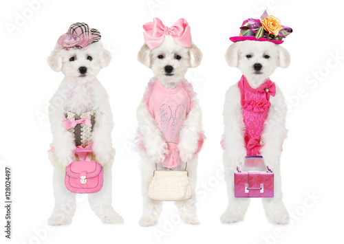 Tablou Canvas Bichon Frise puppies with hats and bags