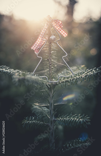 Christmas tree on sun light. Christmas ornamental tree.