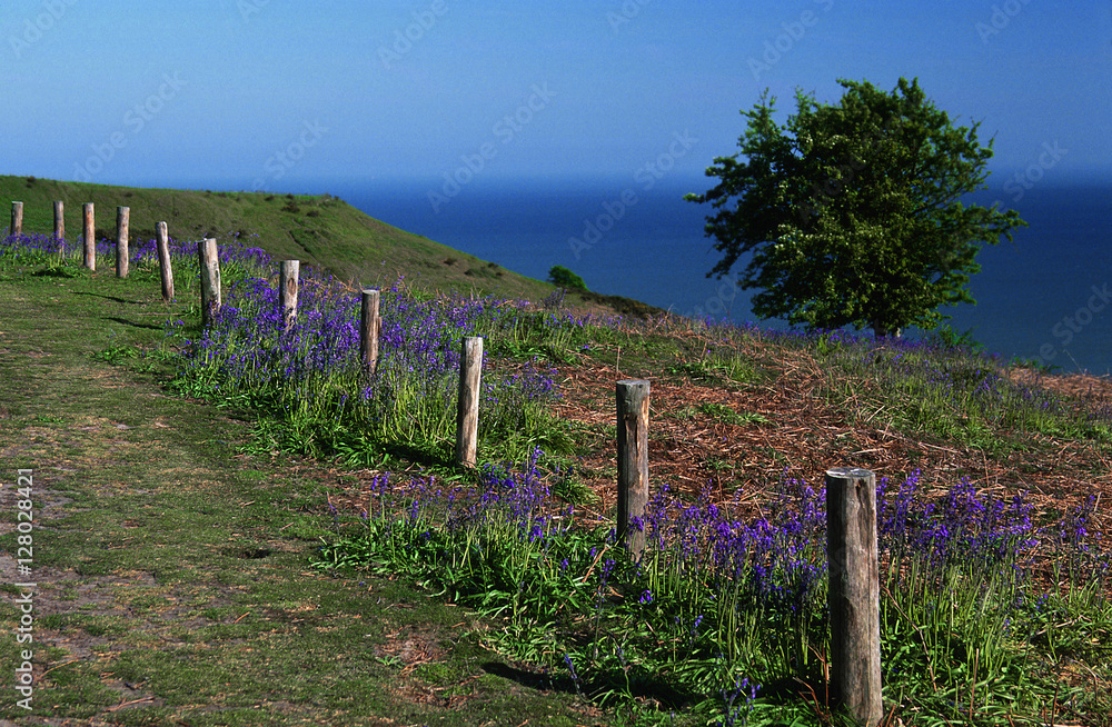 south downs sussex uk