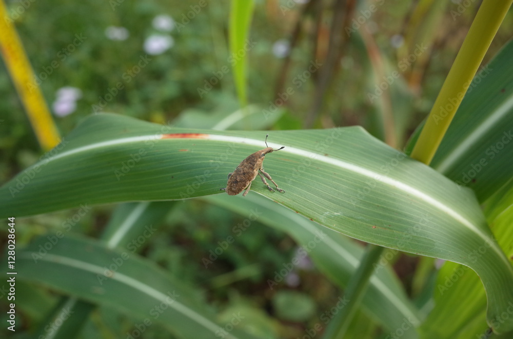 Weevil in Thailand