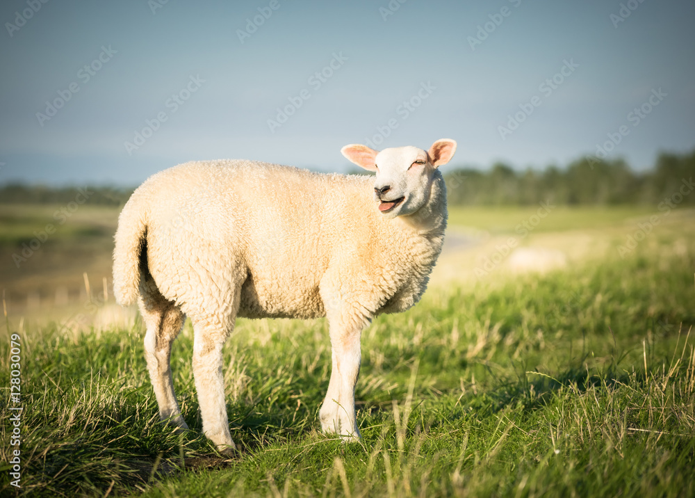 Obraz premium Blökendes Schaf stehend auf einem Deich