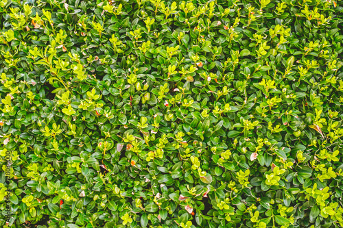 Green bush closeup view