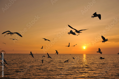 flying bird silhouette in the sunset time © aee_werawan