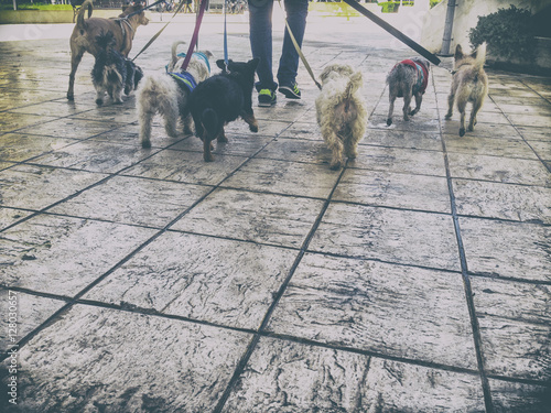 Professional dog walker with a bunch of dogs in the old city photo