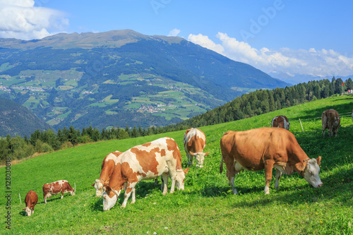 Cows grazing in alpine meadows, Dolomites, Italy 