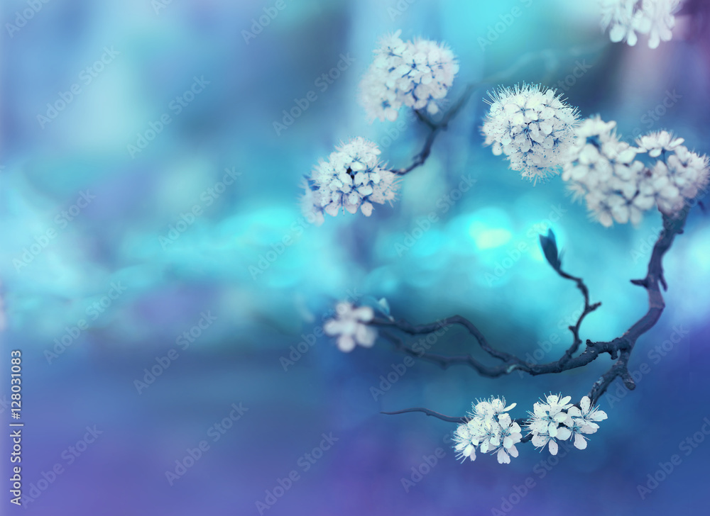 Beautiful curved branches with white cherry flowers in spring close-up on a blue soft background. Light blue blurred floral background desktop wallpaper a postcard. Romantic gentle artistic image. - obrazy, fototapety, plakaty 