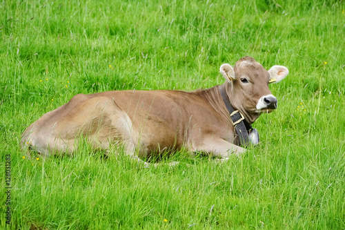 Allgäu - braune Kuh liegt im Gras
