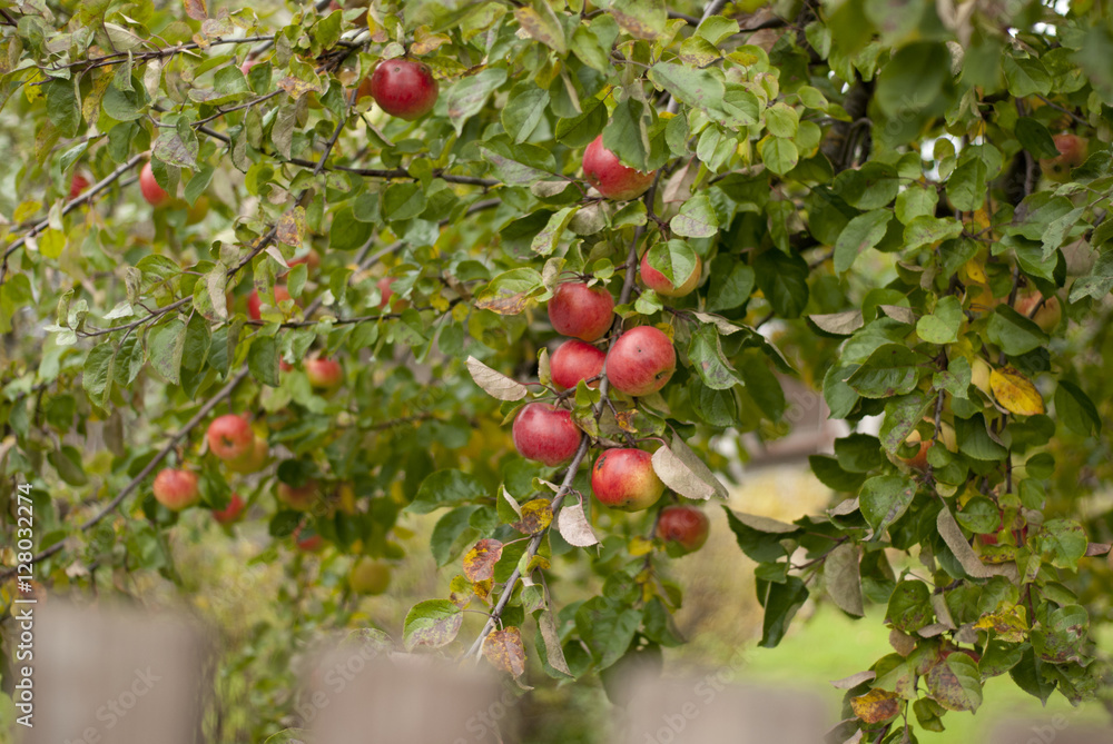 Obraz premium red apples on tree