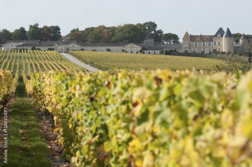 Vineyard and Chateau d'Yquem, Sauternes Region